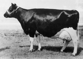 The old black and white coloured breed is one of the co-founders of today's high-milking Holstein Friesian breed.