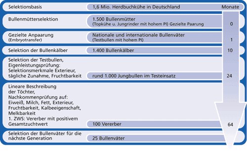 Selektionsgrafik