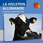 Holsteins Fr