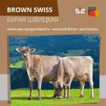 P 2022 11 15 1 BSR Broschüre Brown Swiss Russisch SCREEN0001 00