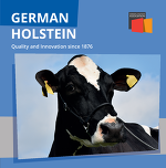 Holsteins En
