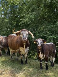 British Longhorn: Berry, Platz 3
&copy; Sabine Zentis