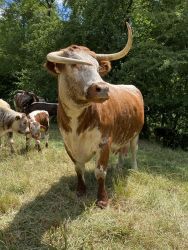 British Longhorn: Brianne, Platz 1
&copy; Sabine Zentis