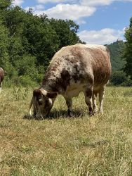 British Longhorn, Zuccini, Platz 2
&copy; Sabine Zentis