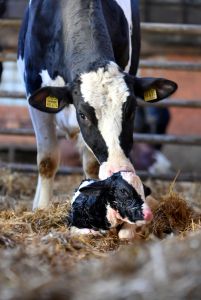 Easy calving is important for cow and calf (Photo: D. Warder)
© Dorothee Warder
