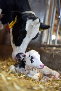 Already a few days after birth, a tissue sampling tag is used to get a small amount of tissue from a calf for genotyping (Photo: D. Warder)