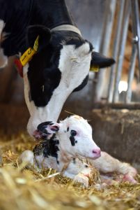 Schon wenige Tage nach der Geburt wird bei Kälbern eine Ohrstanzprobe gezogen und zur Typisierung ins Labor geschickt (Foto: D. Warder)