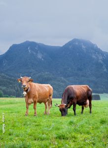 Murnau-Werdenfelser leben vorwiegend in Süddeutschland