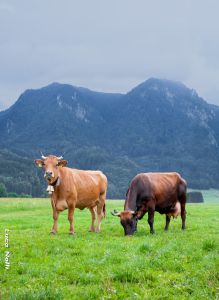 Murnau-Werdenfelsers live mainly in southern Germany