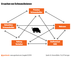 Ursachen von Schwanzbeißen (Grafik: agrarheute 12/2019)
