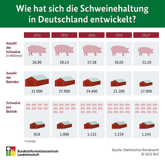 BZLGrafik "Wie hat sich die Schweinehaltung in Deutschland entwickelt?