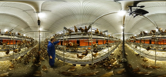 (c)Foto: Forum Moderne Landwirtschaft: VR Huhn 360 Grad