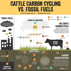 (c) sacredcow.info: Cattle Carbon Cycle