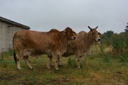 Brahman: HO Cleo, Platz 1
&copy; Paul Bierstedt