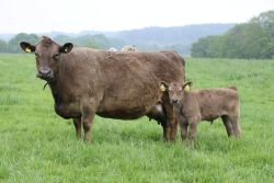 Murray Grey: Zola, Platz 1
&copy; Hundsdoerfer Pokupic