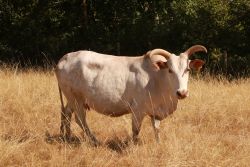 Zwergzebu: Serafine, Platz 1
&copy; Frank