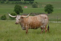 Texas Longhorn: TheFuzeFox, Platz 3
&copy; Leichtenstern