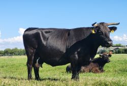 Welsh Black Mariechen Platz 1 Carl Ratjen Zuschnitt