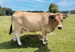 Aubrac Princess Platz 3 Heisig Zuschnitt