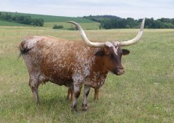 Texas Longhorn Eclipse Platz 2 Leichtenstern Zuschnitt