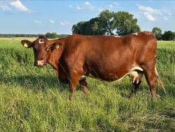 Deutsches Shorthorn: Greta, Platz 3
&copy; Carl Widdel