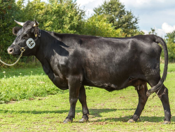 Dexter: Fenya, Platz 4
&copy; Kohl
