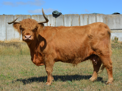 Highland Cattle Belinda II vom Fläminghof Platz 5
&copy; Paul Bierstedt