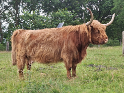 Highland Cattle Camilla Platz 4
&copy; Ferdinand Marschalk