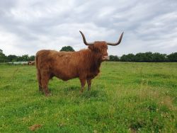 Highland Cattle: Smilla Vom Bunten Knick, Platz 2
&copy; Stefan Köster