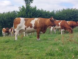 Maine Anjou: Lauffey Von Hedeby, Platz 1
&copy; Henning Otzen