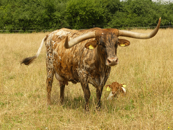 Texas Longhorn Yukon Platz 5
&copy; Leichtenstern