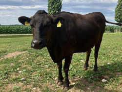 Wagyu GWG1125 Platz 1
&copy; Josef Kraetz