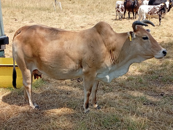 Zwergzebu Indira Vom Spechtshof Platz 5
&copy; Mayer