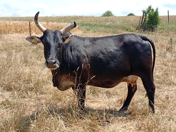 Zwergzebu Inga Vom Steinenberg Platz 4
&copy; Mayer
