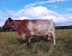 Deutsches Shorthorn Divine Platz 1 Andreas Kühnapfel Zuschnitt
