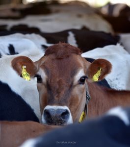 Ein typisches Bild aus deutschen Ställen - die kleinen durchsetzungsstarken Jerseys inmitten einer Holstein-Herde (Foto: D. Warder)
© Dorothee Warder