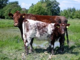 Shorthorn