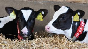 Calves and cows with a small, white "button" in their ear are typed (Photo: D. Warder)