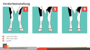 BRS Grafik Linearmerkmal Vorderbeinstellung