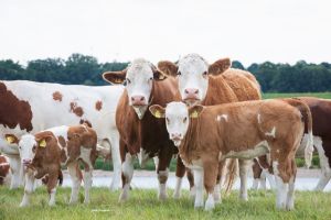 Masterrind Beef Cattle Herd 20140702 0073web