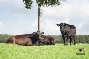 Wagyu Herd Holtmann 20140922 0001