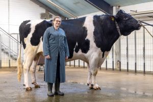 Der Bulle Darlingo mit Chefklassifziererin Dorothee Warder (Foto Torsten Lenk)