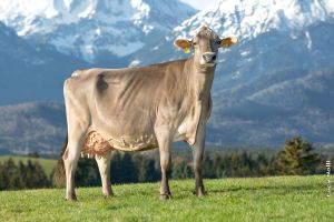 Brown Swiss Cow