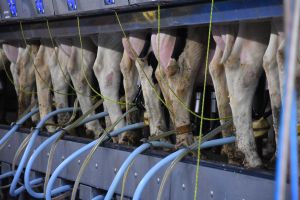 Holstein cows at milking (Photo: D. Warder)