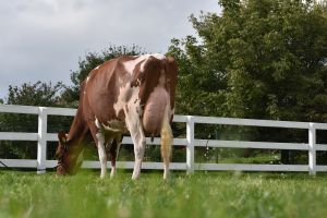 The red colour of Red Holsteins is usually the result of a recessive gene (Photo: D. Warder)