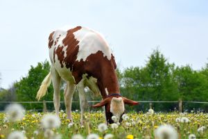 For the breeding programme, female cattle are selected at an early stage according to genomic breeding values (Photo: D. Warder)