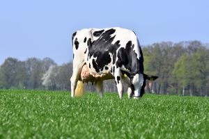 Deutsches Holstein ist die am stärksten verbreitete Rasse in Deutschland (Foto: D. Warder)