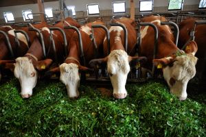 Fleckviehkühe erhalten auf vielen Betrieben im Sommer frisches Gras auch im Stall