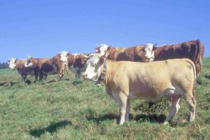 A herd of Hinterwälder cows
© Schneider