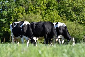 Farmers are very proud of the oldest cows in the barn (Photo: D. Warder)